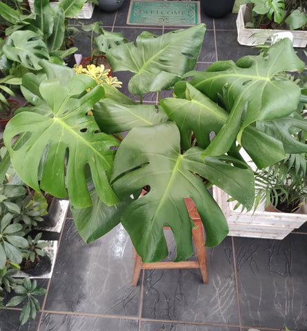 Monstera deliciosa m30