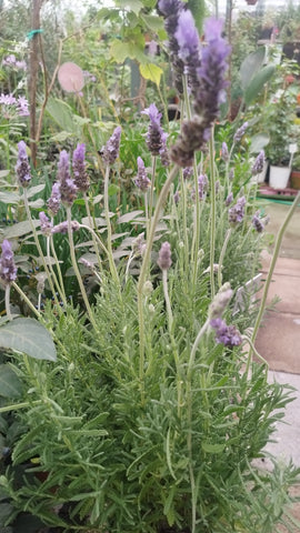Lavanda francesa bolsa XL