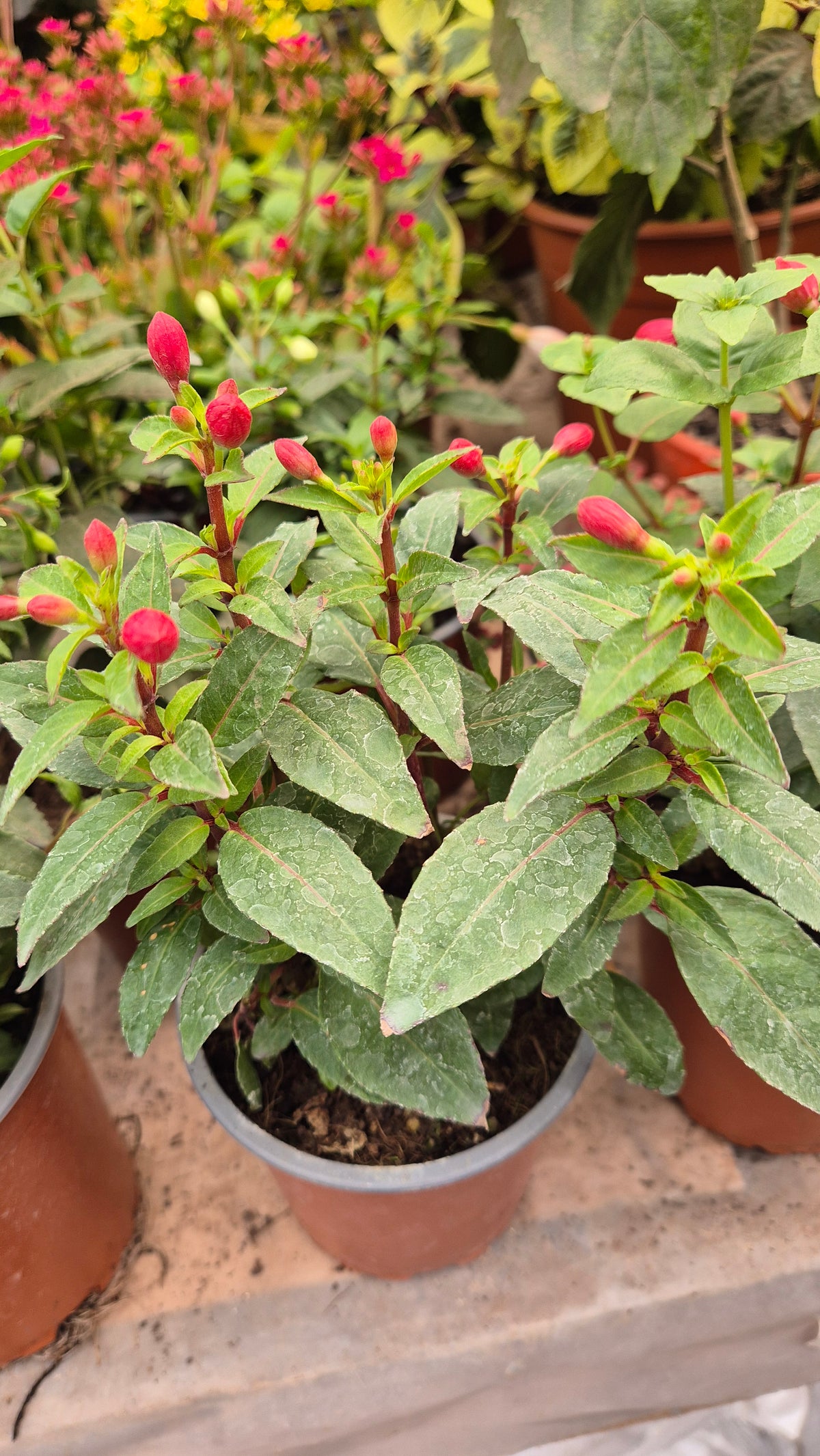 Fucsia bailarina m12 y m14