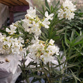 Laurel en Flor Enano