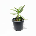 Cotyledon spp.