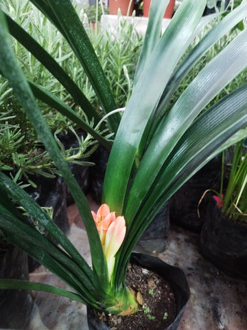 Clivia chica
