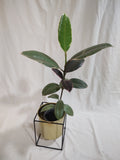 Gomero Shivereana
