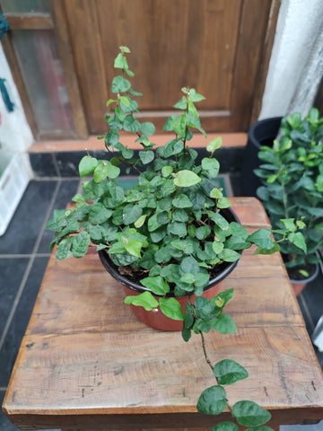 Ficus repens verde m14