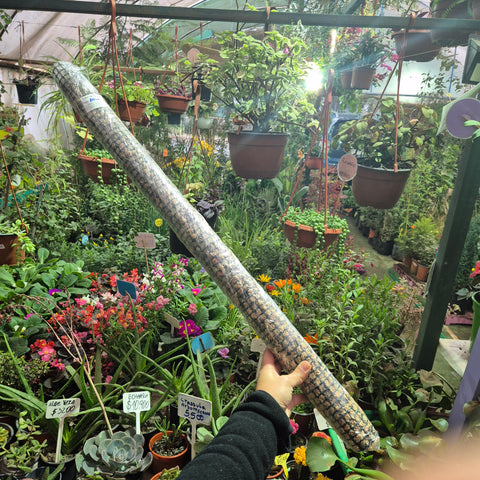 Tutor musgo 80 cm