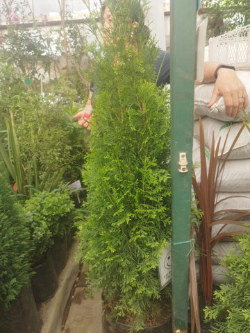 Thuja Vakery 1.40 m aprox