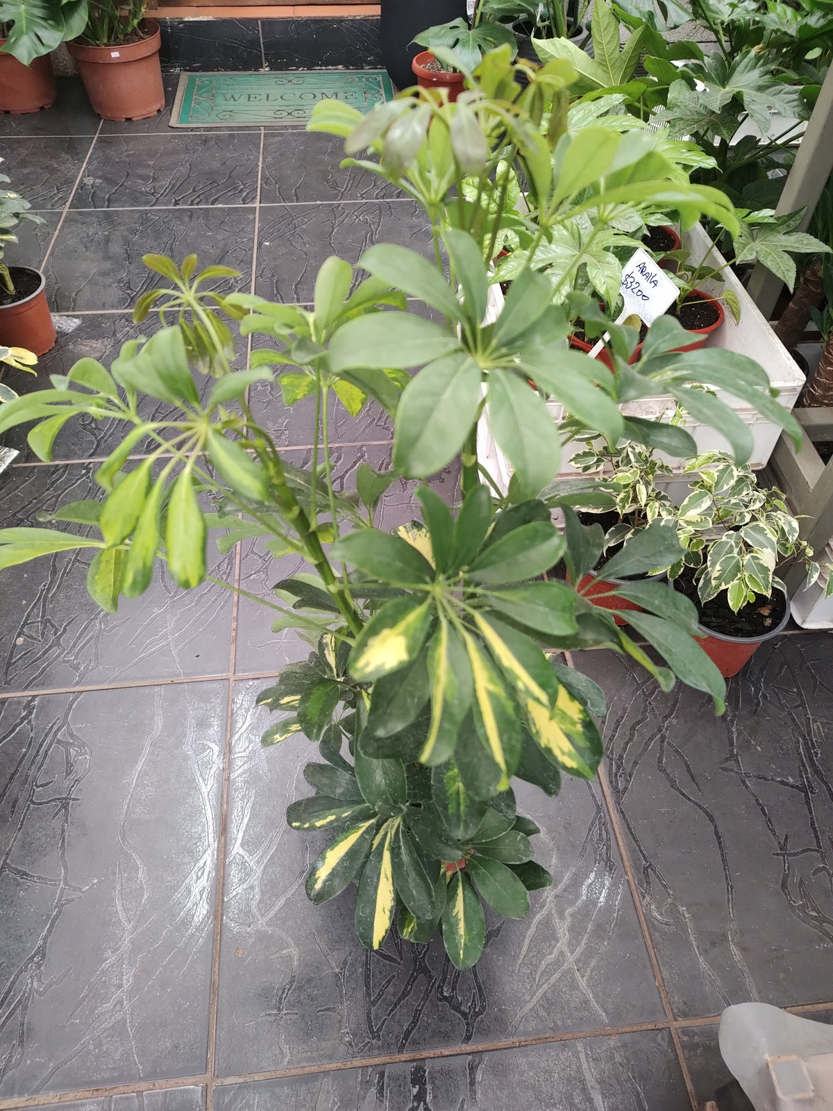 Cheflera 75cm
