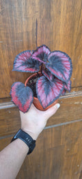 Begonia red kiss