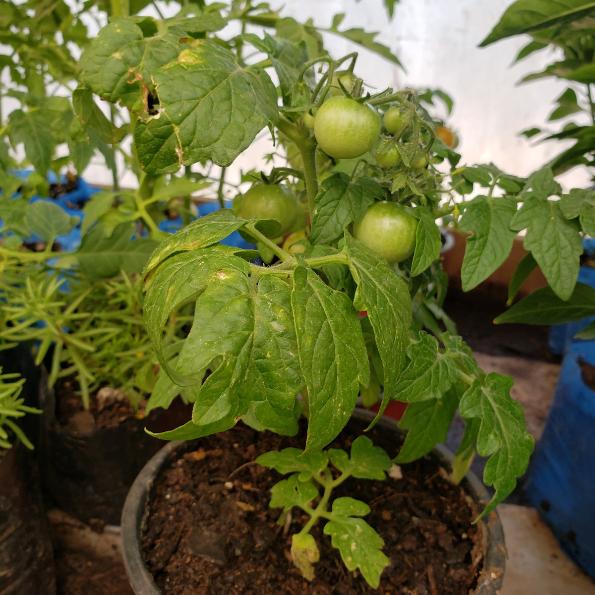 Almacigo Tomate  Cherry m12