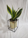 Sansevieria superba L m15 y m14