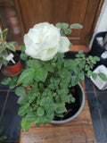 Rosa Star Rose