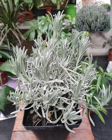 Lavanda inglesa bola
