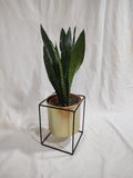 Sansevieria zeylanica