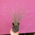 Festuca