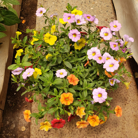 calibrachoa bol colgante