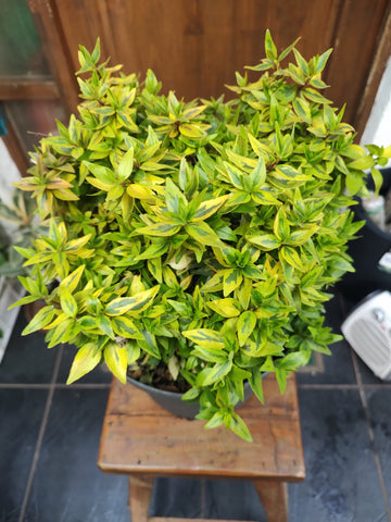 Abelia variegada m19
