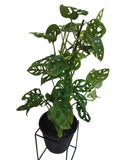 Monstera Obliqua