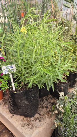 Lavanda francesa b21