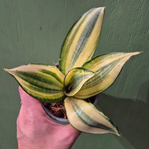 Mini Sansevieria