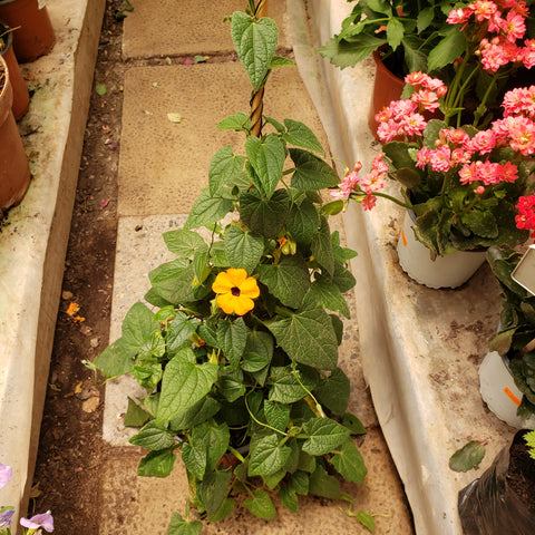 Susana m19 con tutor