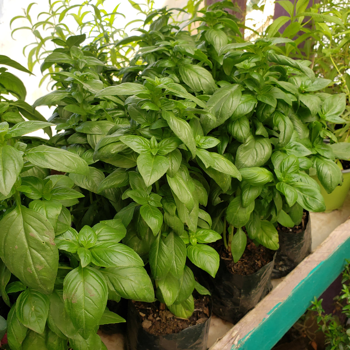 Albahaca verde bolsa