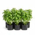 Albahaca
