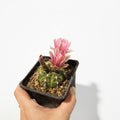 Cactus Pestaña