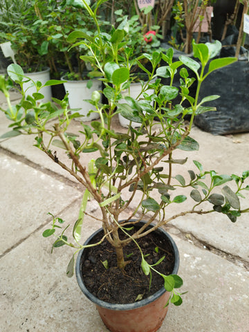Coprosma verde m21