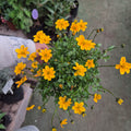 coreopsis