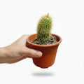 Cactus Bola de Oro