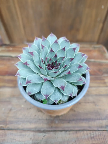 Uñita de señorita m8