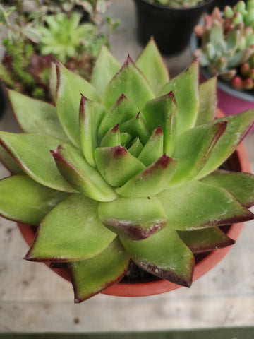 Echeveria agavoide m14