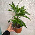 Dracena Jamaica