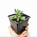 Crassula Aterciopelada