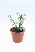 Portulacaria Afra o Jade