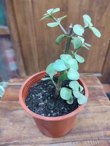 portulacaria afra o jade m10
