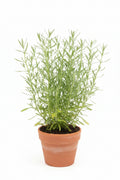 Lavanda Francesa