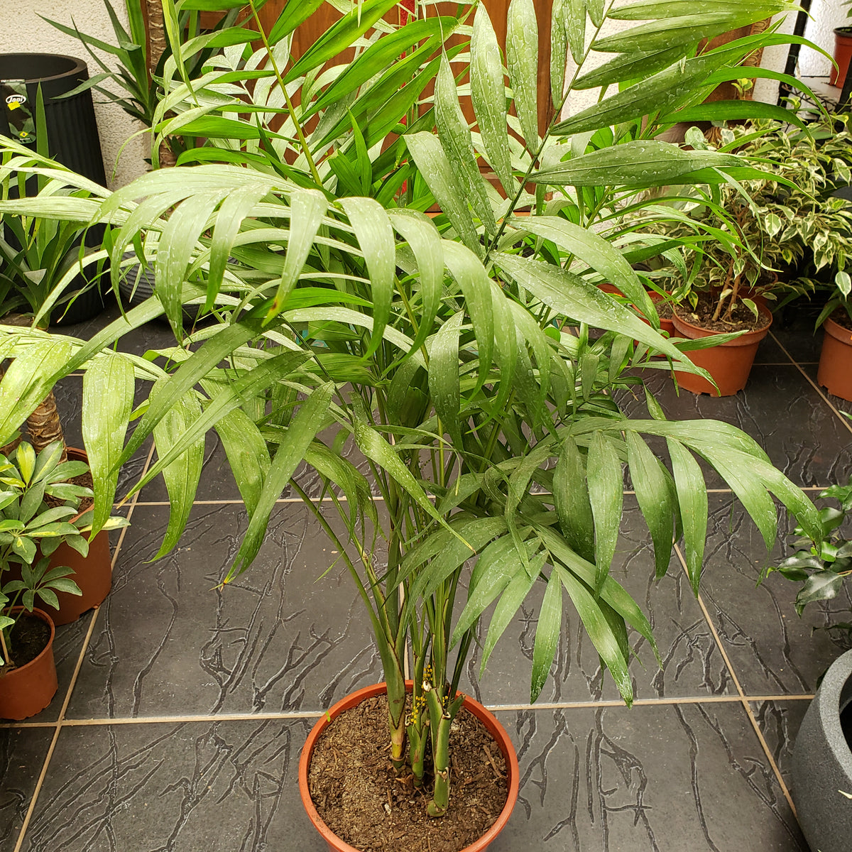 Palmera chamadorea m25