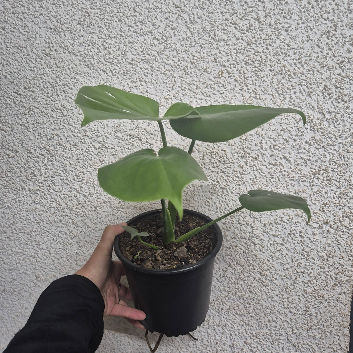 Monstera deliciosa m14