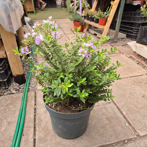Veronica buxifolia m25