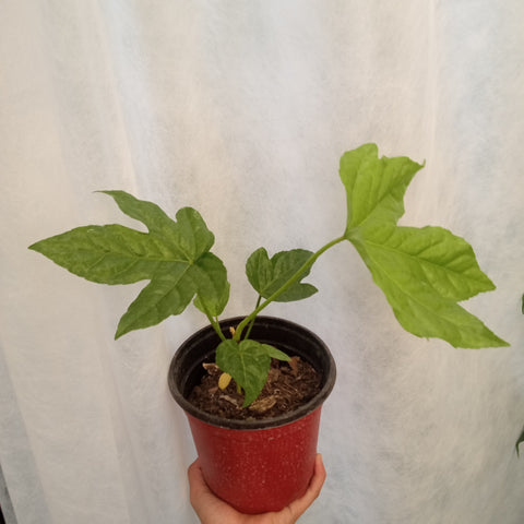 Aralia m15