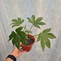 Aralia japonica m13