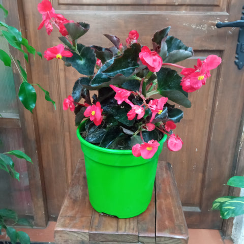 Begonia mega watt m15