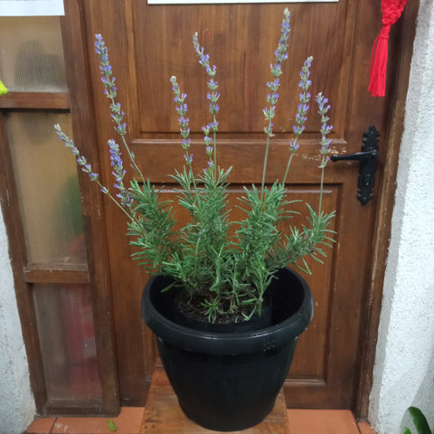 Lavanda goodwin b25