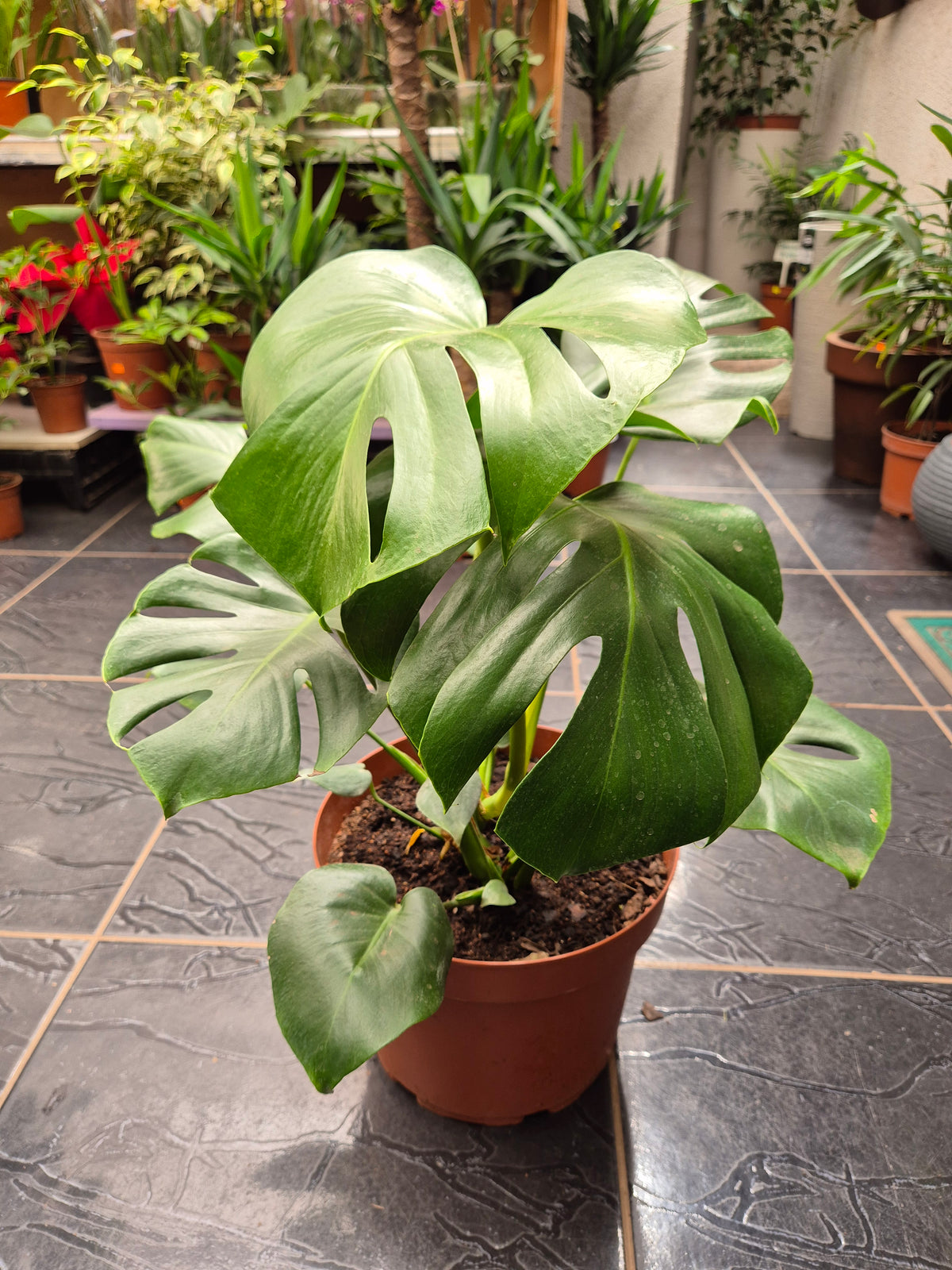 Monstera deliciosa m 21
