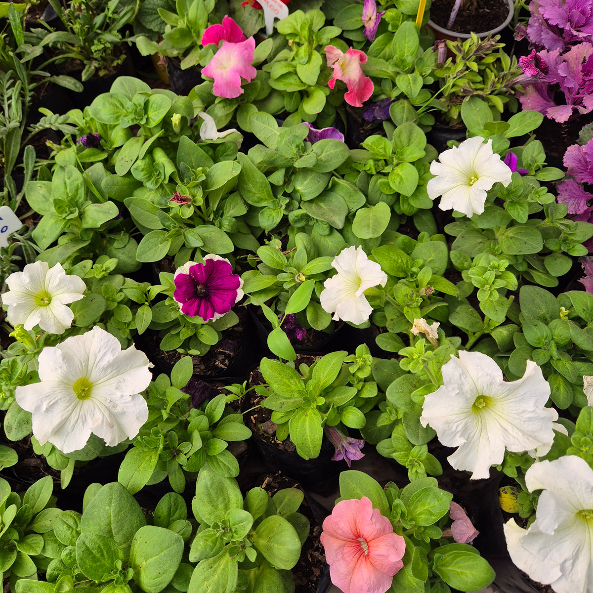 Petunia m10, consulta colores disponibles
