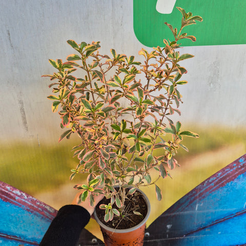 Coprosma tequila m14
