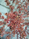 Coprosma Tequila