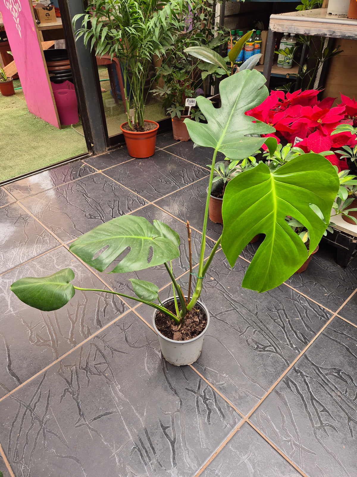 Monstera variegada m17