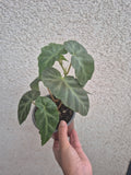 Begonia angularis m14